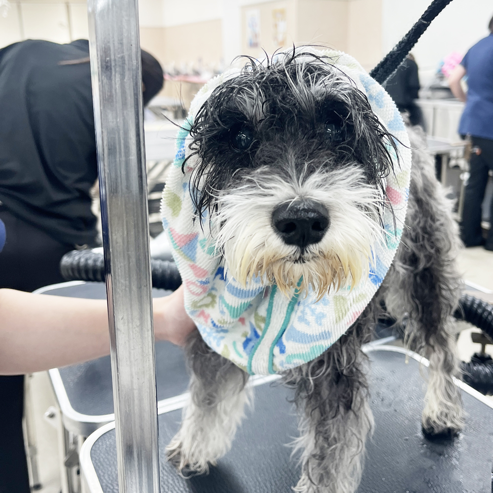 先生手作りヘアバンド！